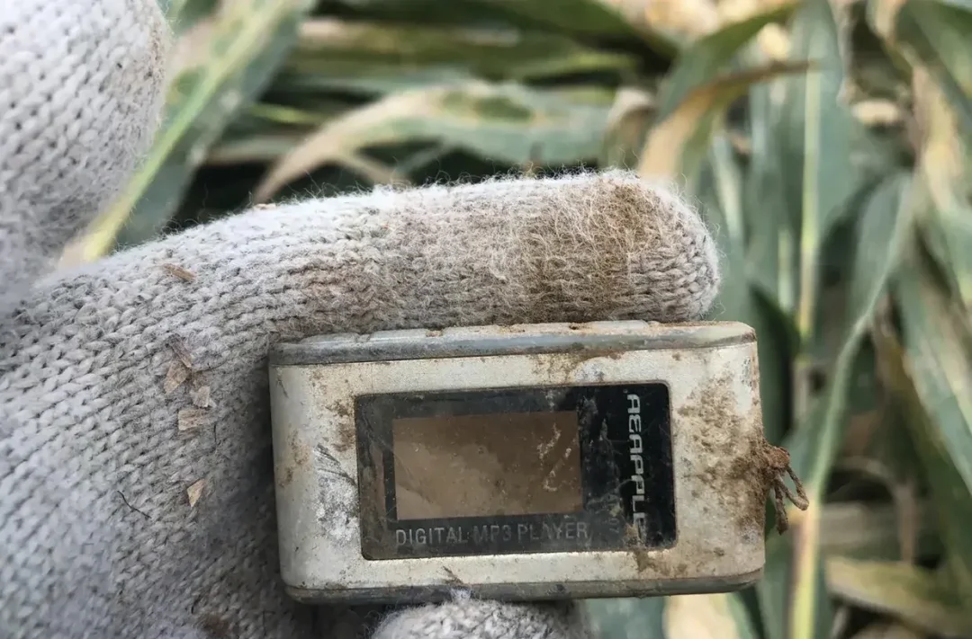 网友丢了十多年的MP3，在自家苞米地里找到