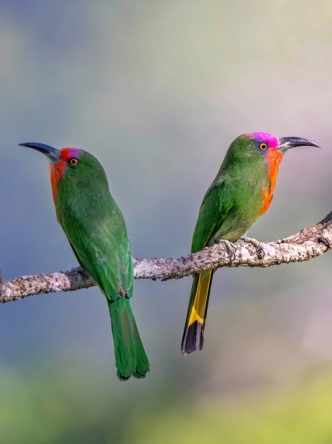赤须夜蜂虎夫妻从吵架到和好现场直播