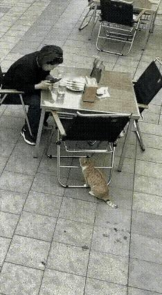 我家小橘猫把老鹰打跑了。 中午端着碗在院里扒饭，老鹰突然俯冲，翅膀掀翻...