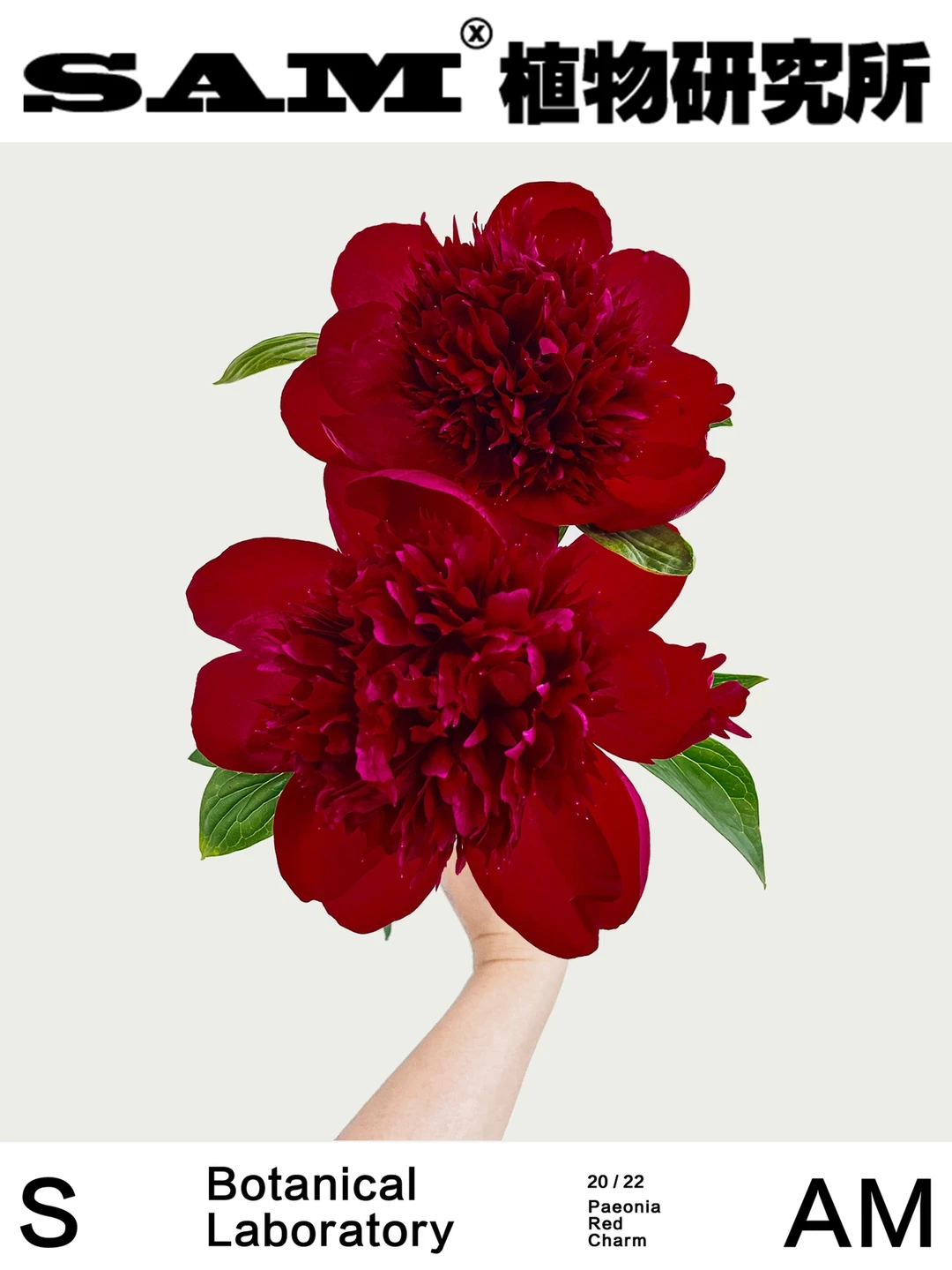 红色魅力｜Paeonia Red Charm