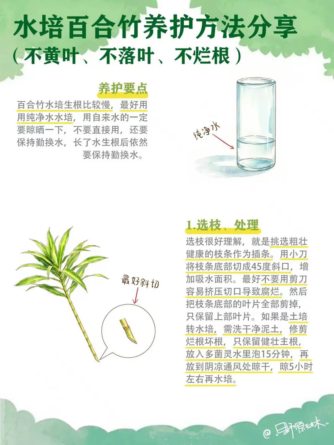 水培百合竹养护方法分享