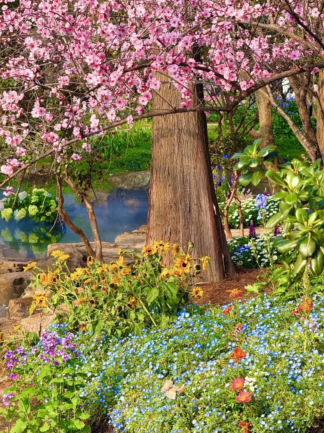 2026.3.14 | 南京中山植物园已经杀疯了！！！！