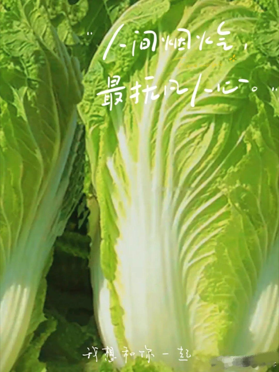 #3人涉“甲醛白菜”被刑拘#必须严惩，否则会屡禁不止。

应该对以往的涉事者补充追究一查到底，还中国营销环境晴朗天空，还无辜百姓身心健康，还法治社会的尊严。

建议以毒白菜为核心，对果蔬等食品严打。 ​