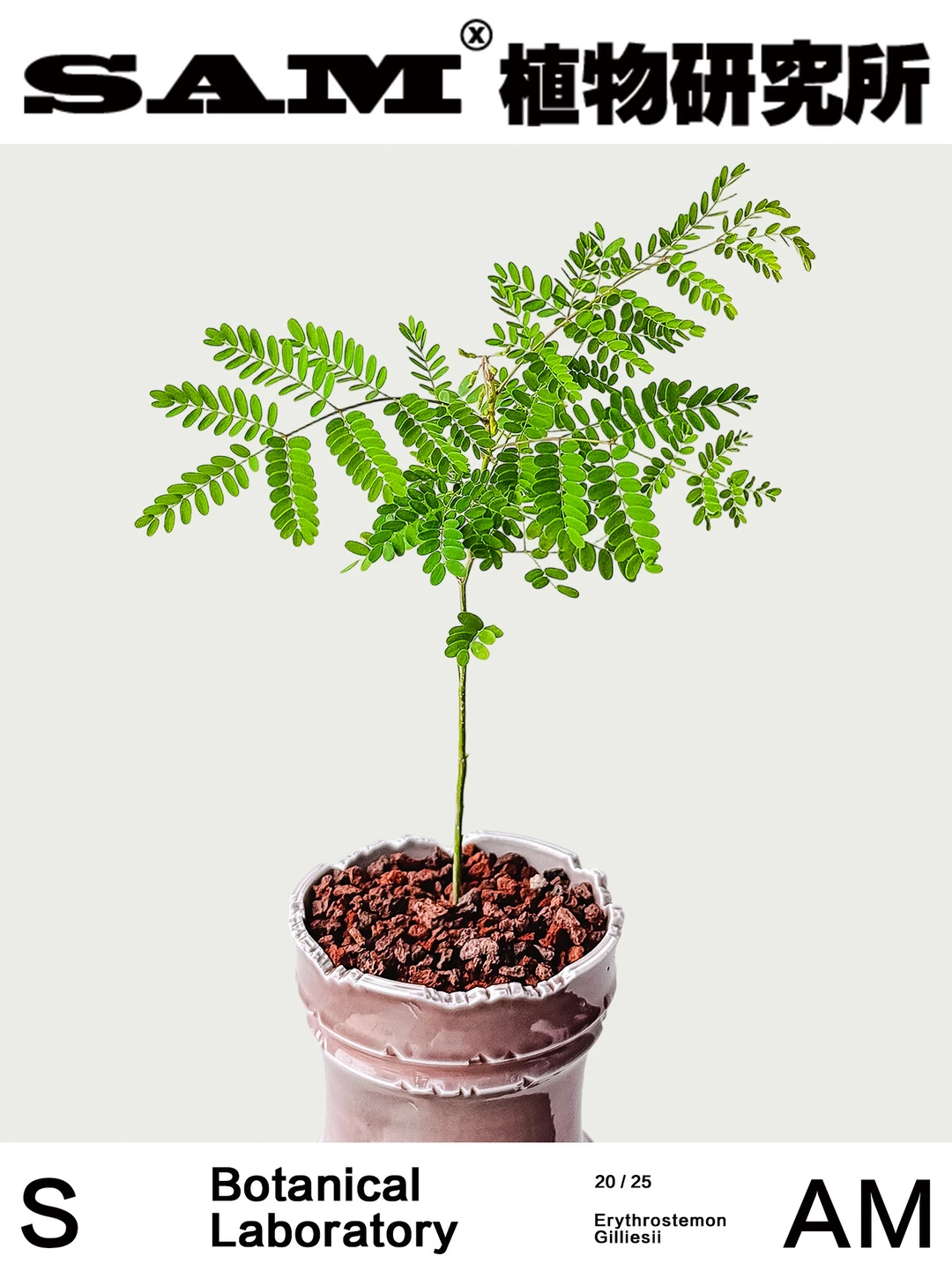 南美云实树｜Erythrostemon Gilliesii