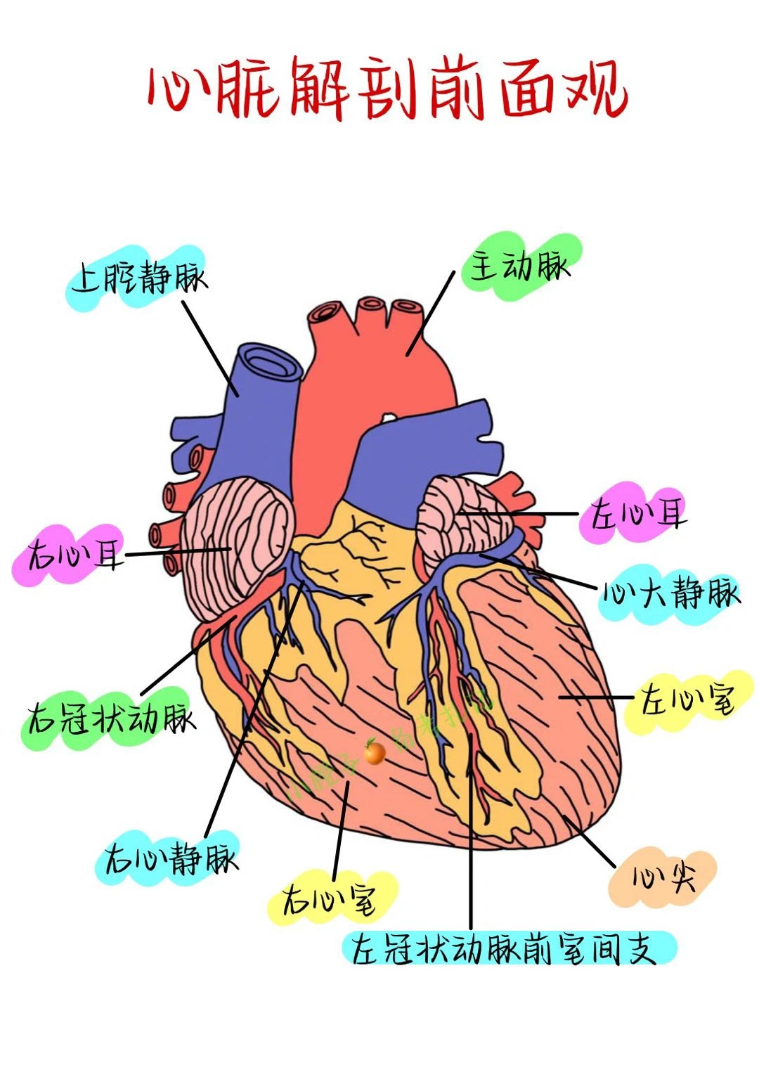 📖学习笔记｜心脏解剖🫀