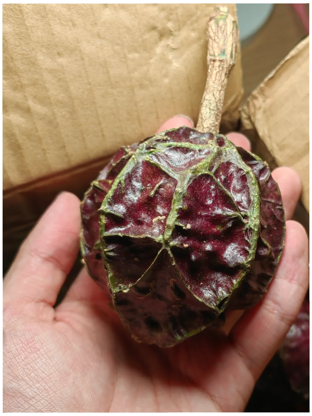 “甜味剂”水果～马槟榔Capparis masaikai