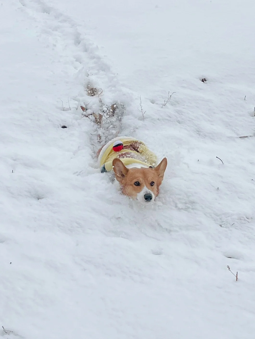 好大的雪！下雪快乐！