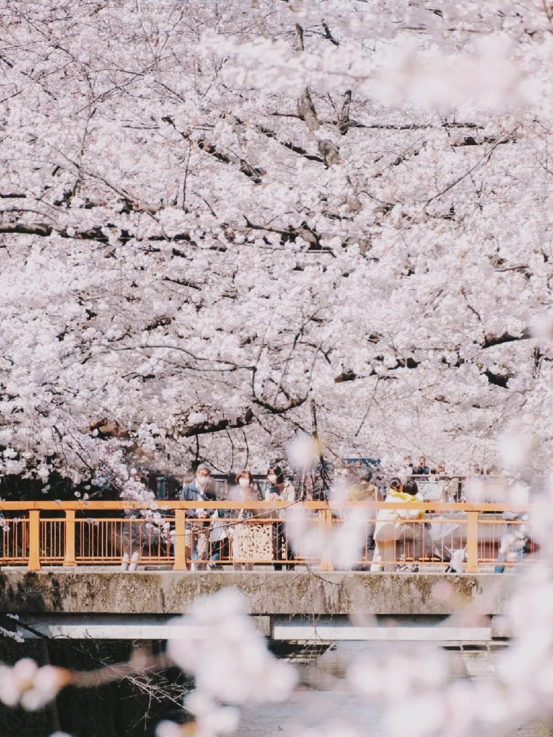 日本东京丨一直走一直走，走进樱花海里