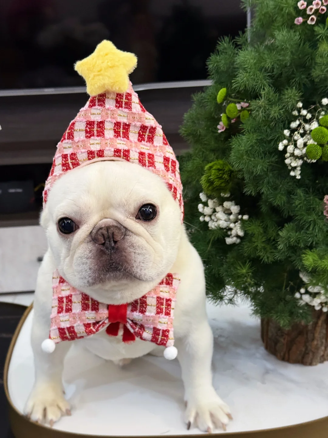 呐，做猪当然是要平安每一夜啦🍎🌃