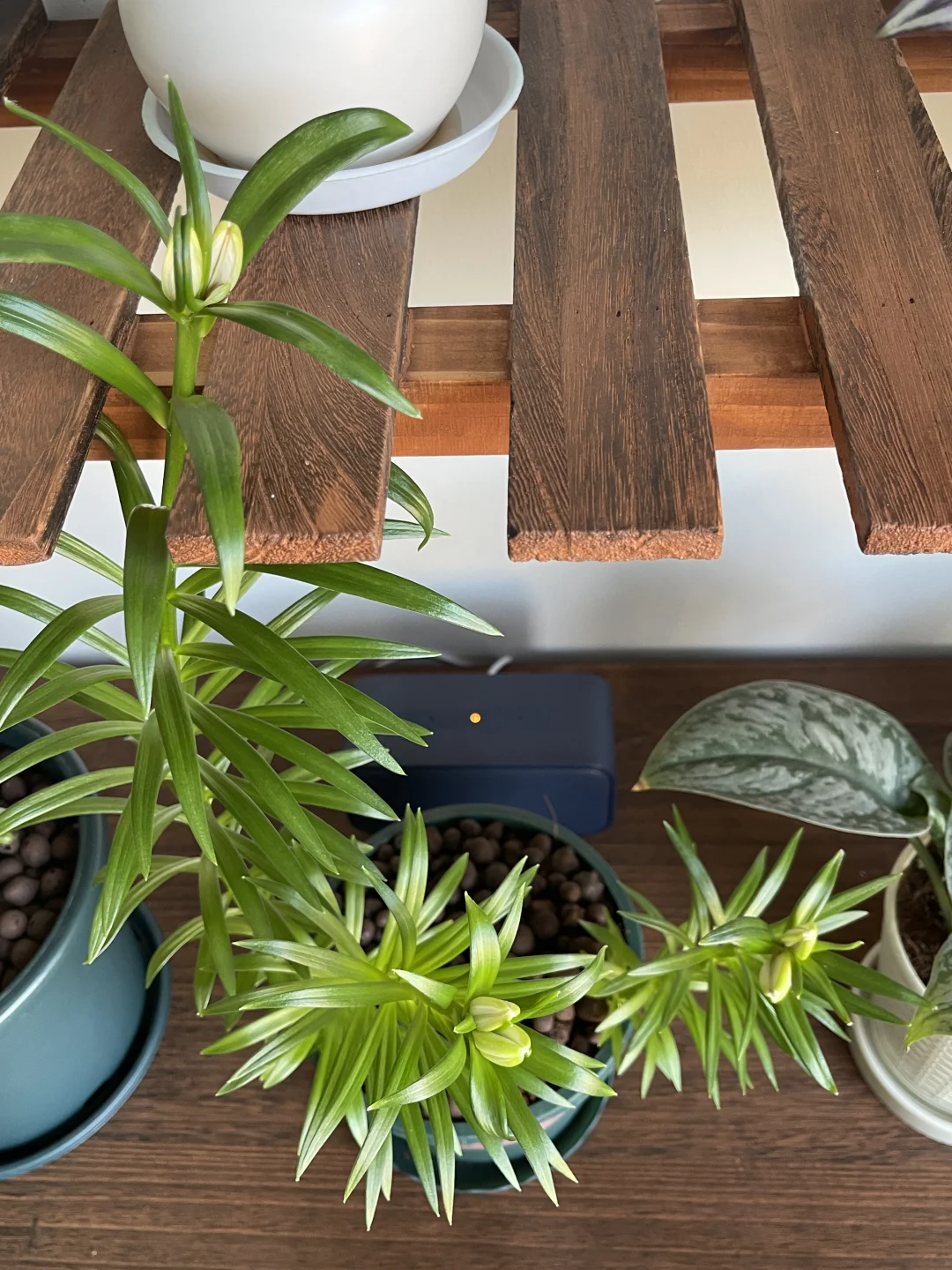 我的家里不能没有植物