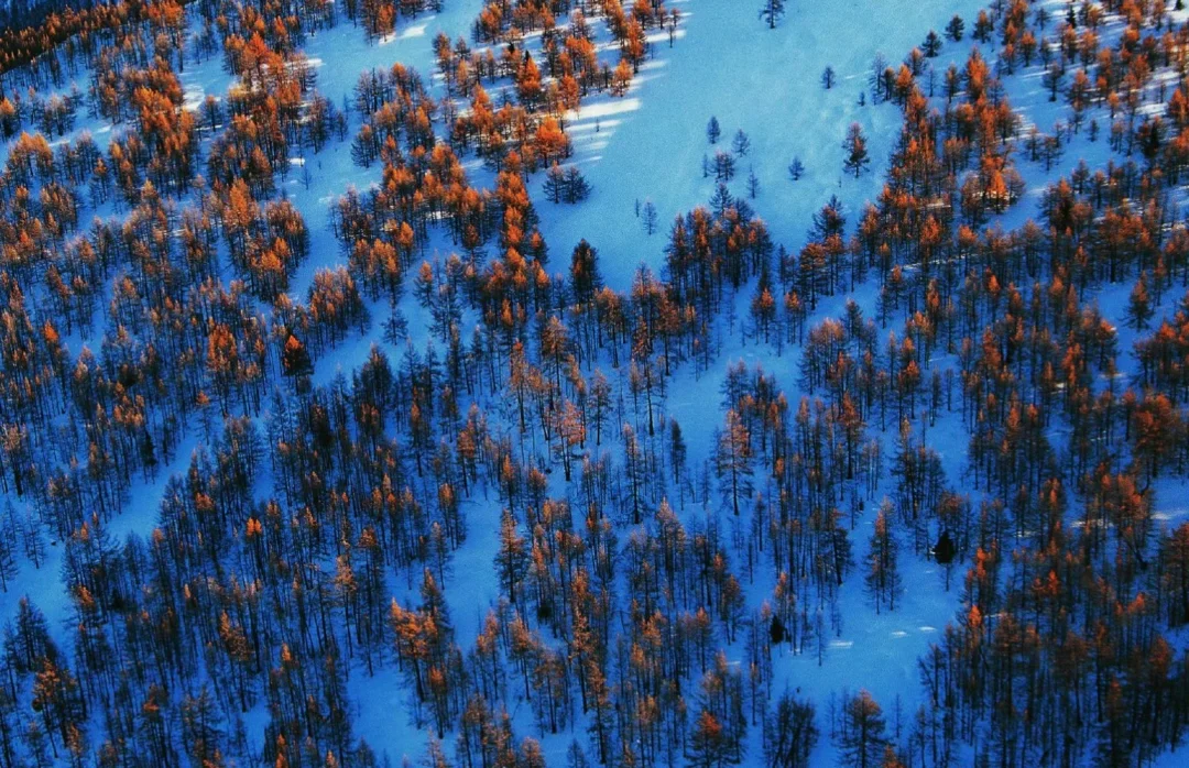 【地理科普》】一东一西，中国有两处泰加林