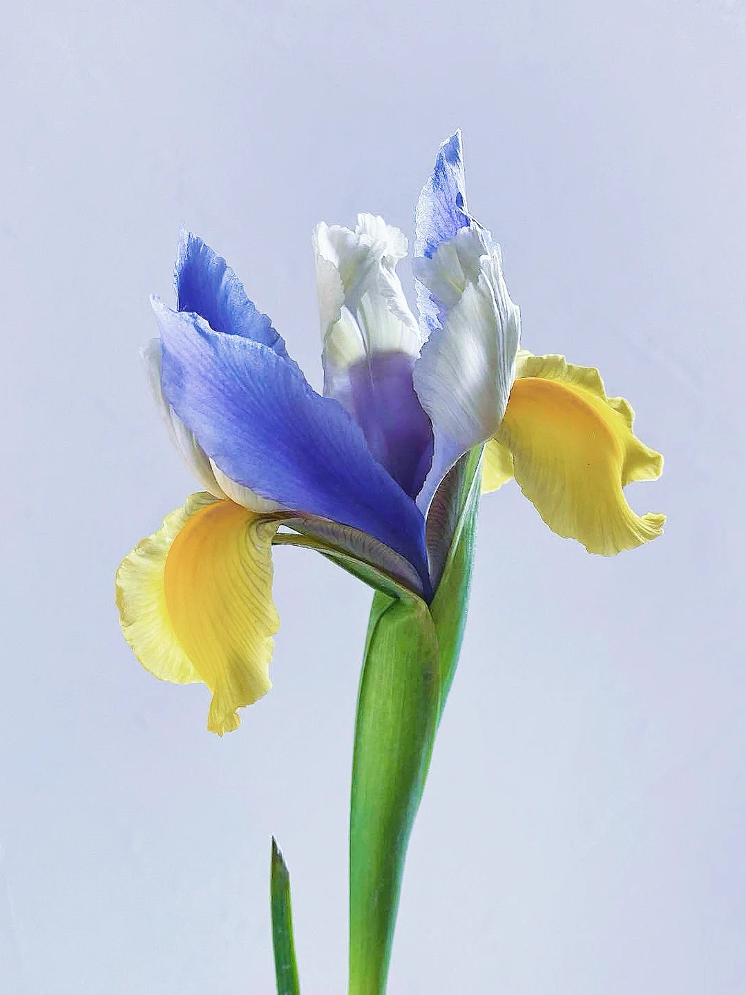 带你每天认识一种花材198｜鸢尾“哈尔斯”