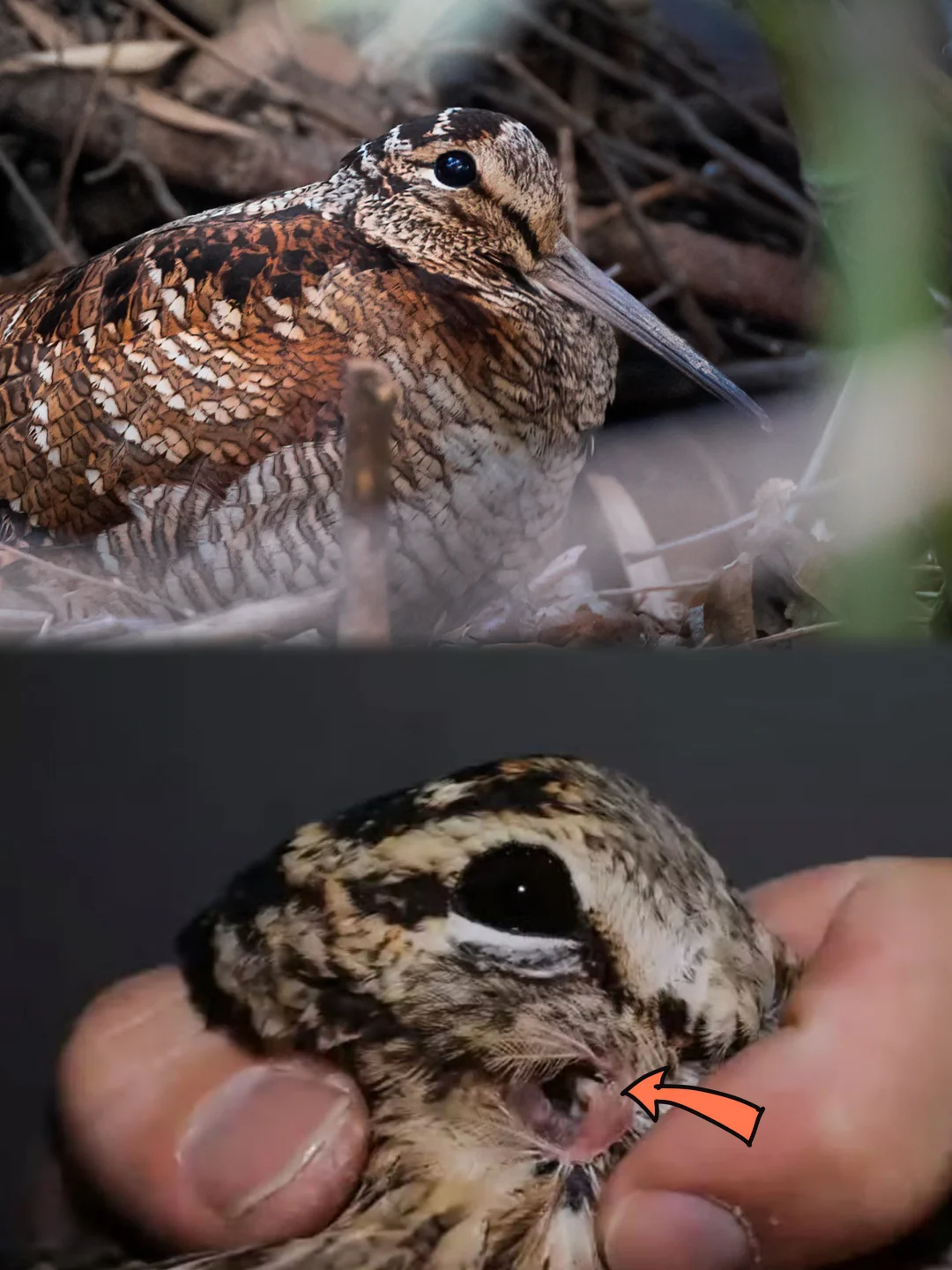 以防你不知道丘鹬的耳朵长在眼睛下面