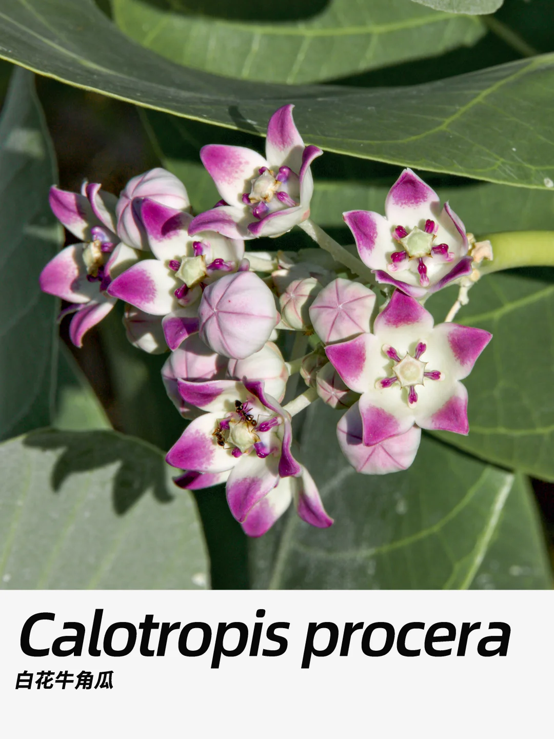 带你每天认识一种花材429｜白花牛角瓜
