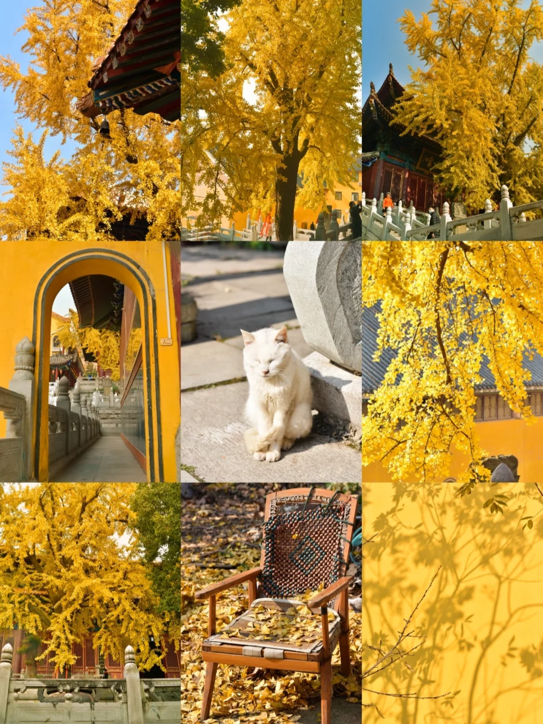 武汉小故宫宝通寺银杏黄了❗️银杏天花板❗