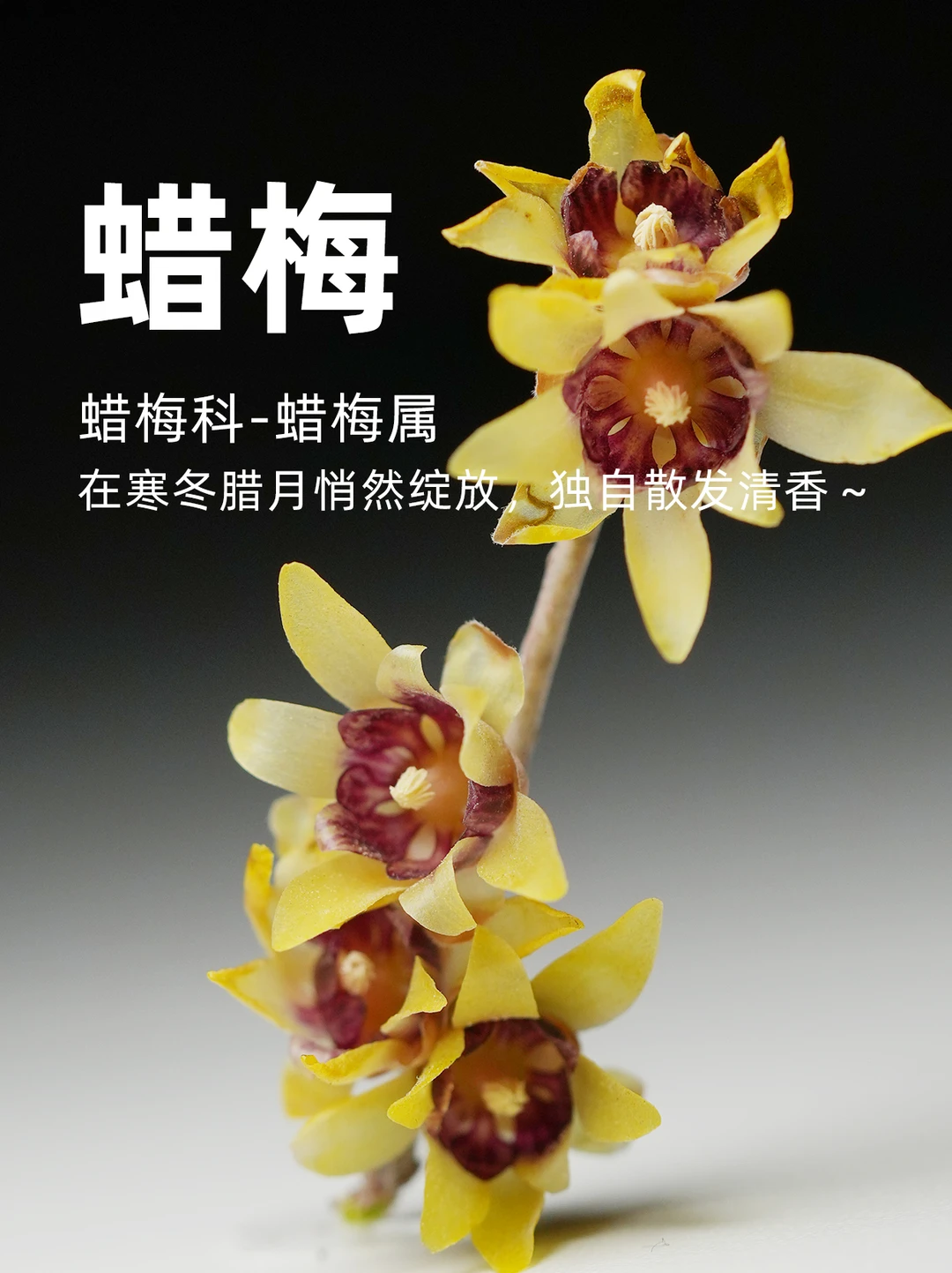 蜡梅，在寒冬腊月悄然绽放，独自散发清香～