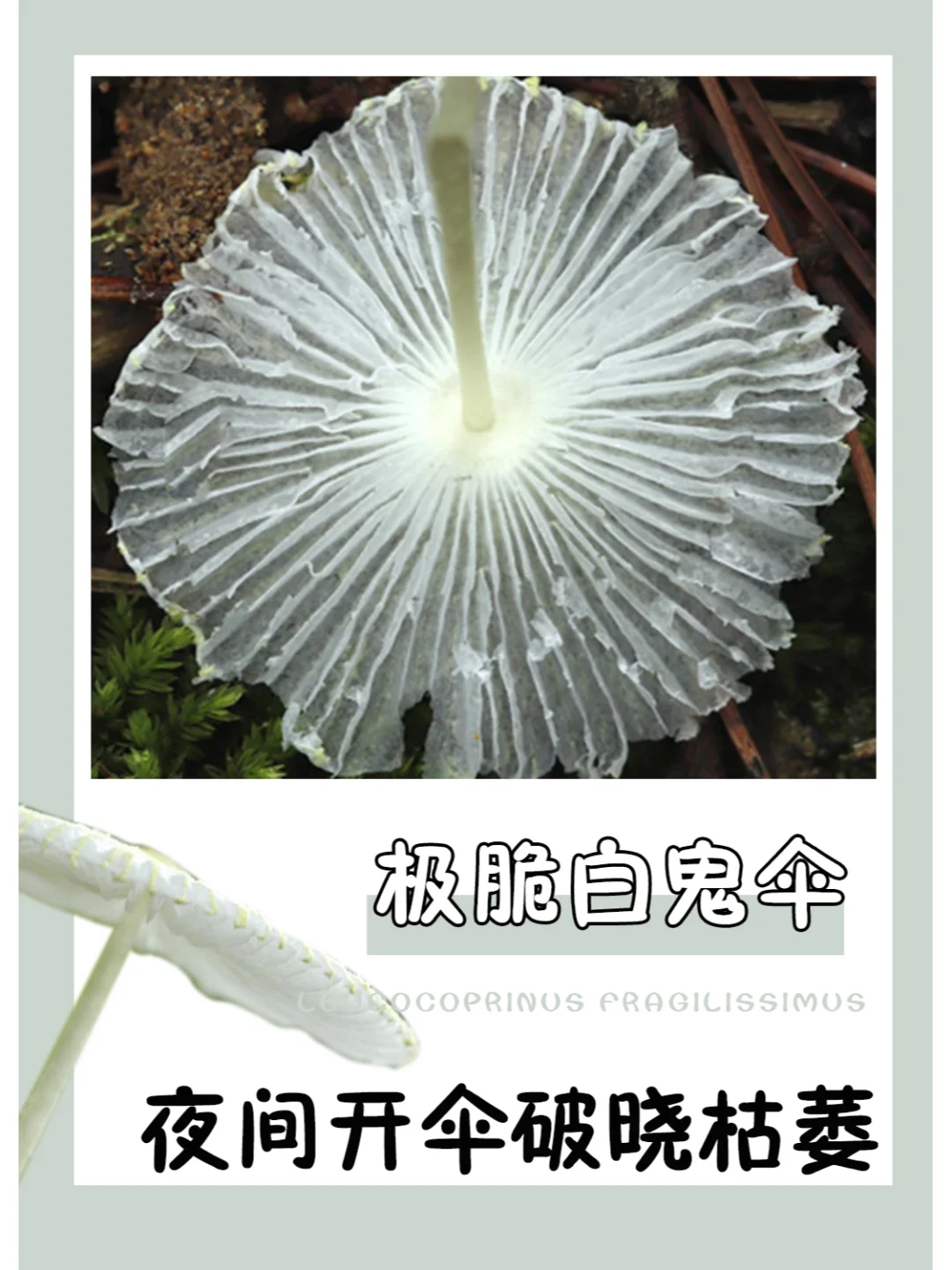 用“命比纸薄”来形容它，再适合不过