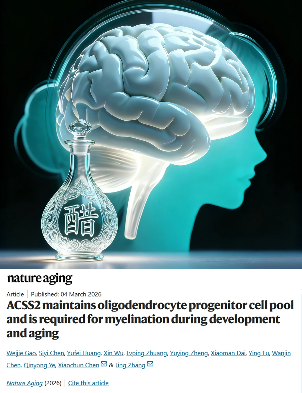 Nature重磅-吃醋记忆力飙升防痴呆通路找到