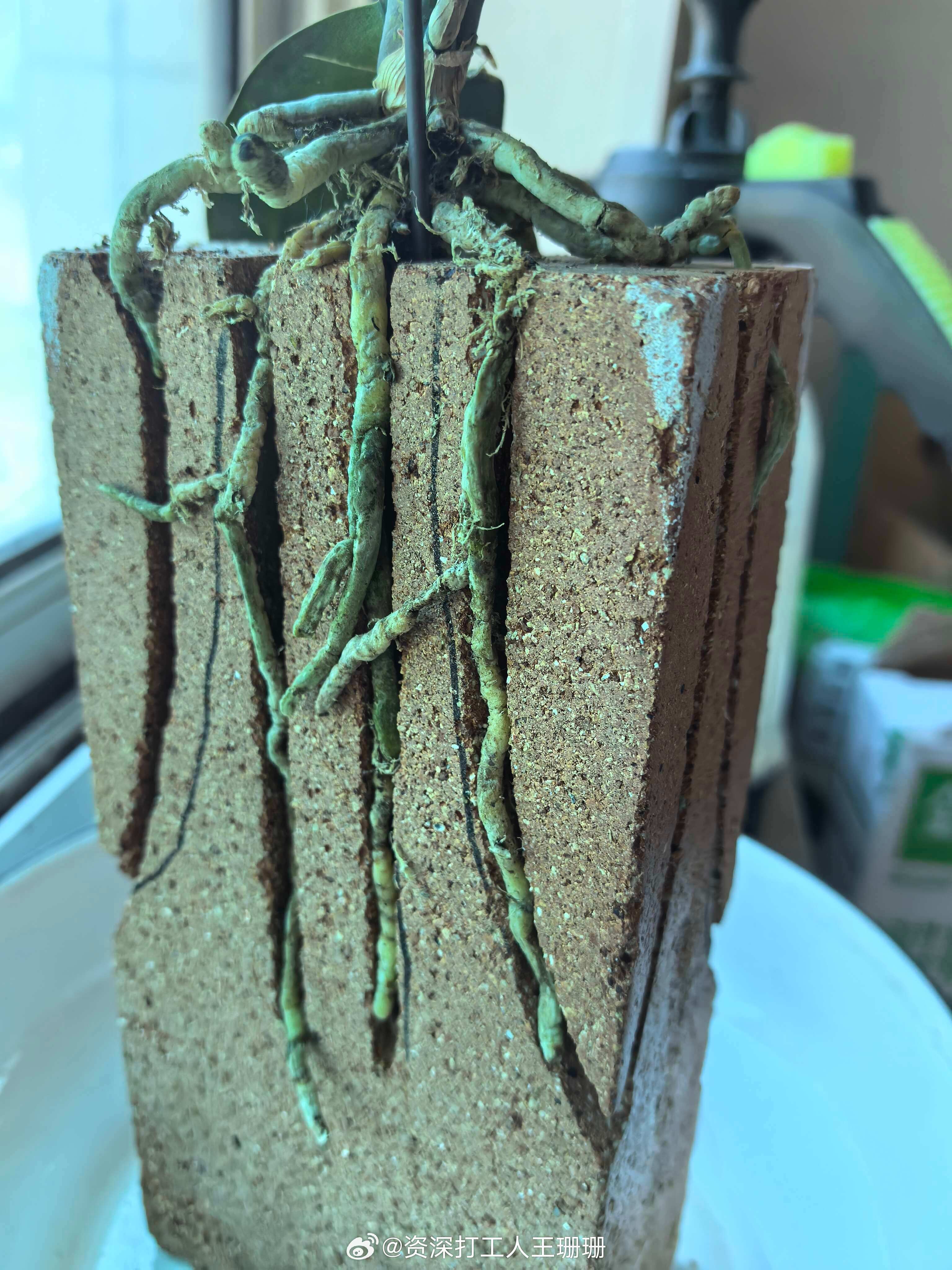 今天在一位姐姐的厂子里发现一盆超级酷的蝴蝶兰 ​​​