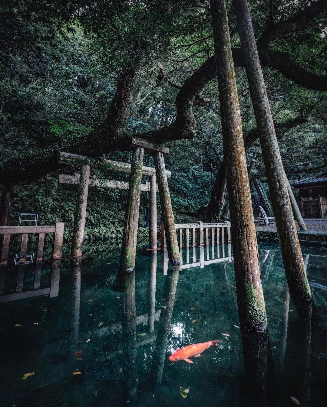 日本茨城县|来鹿岛神宫喂小鹿吧