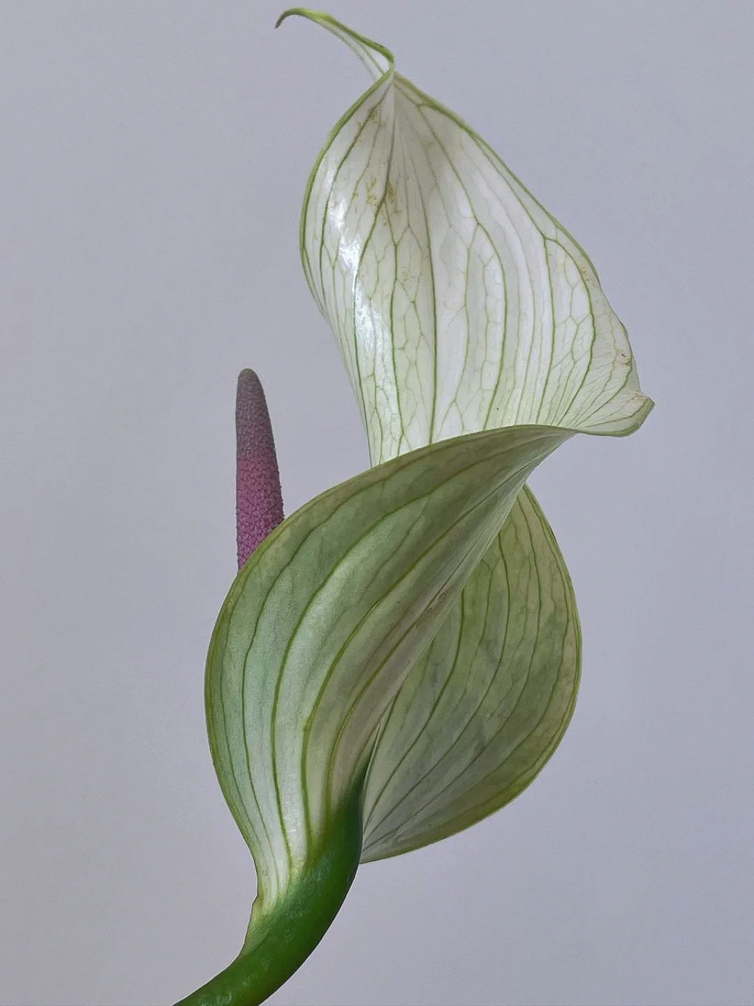 绿掌鲁米那｜I am rooted，but I flow