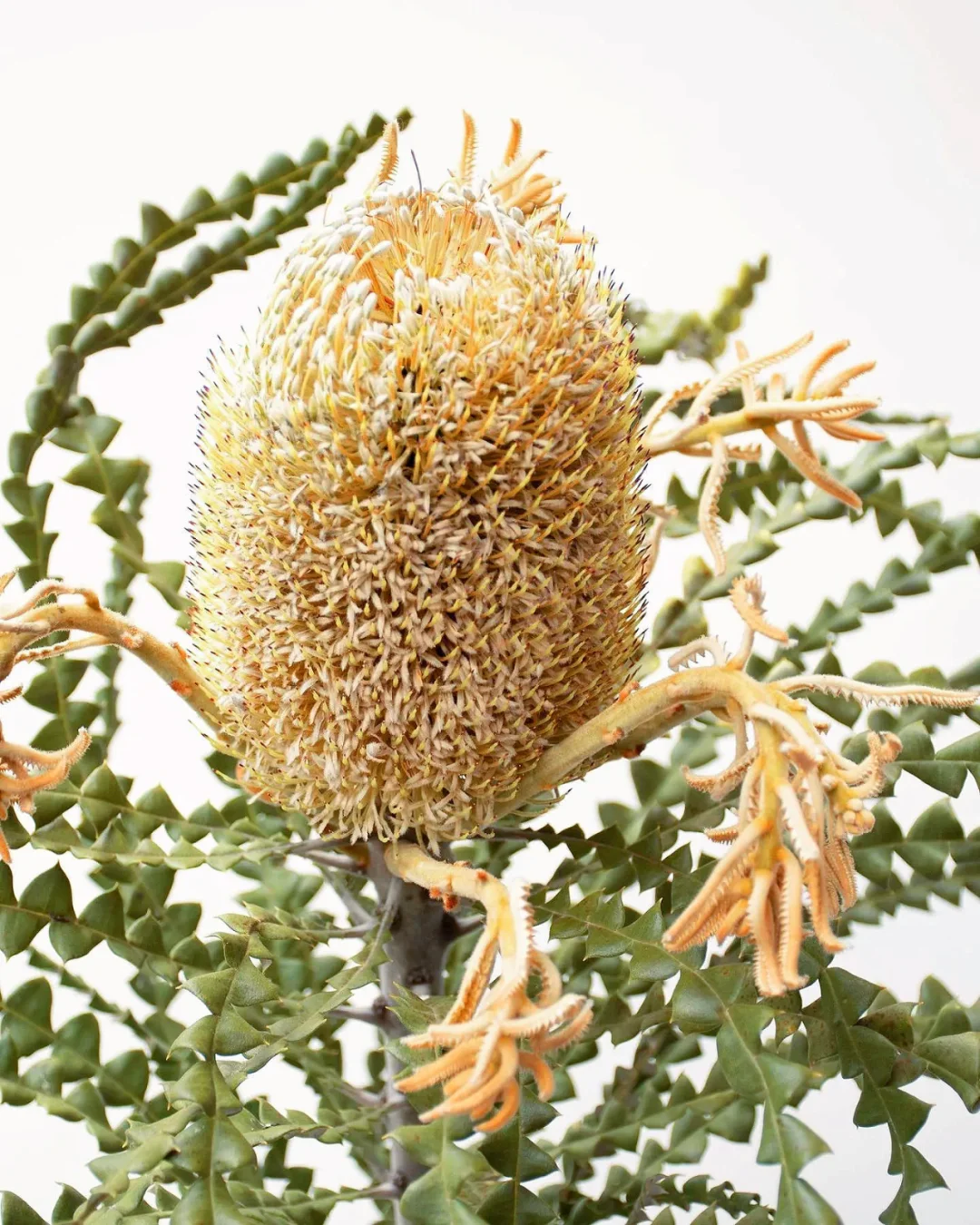 带你每天认识一种花材118 ｜ 胡克班克木