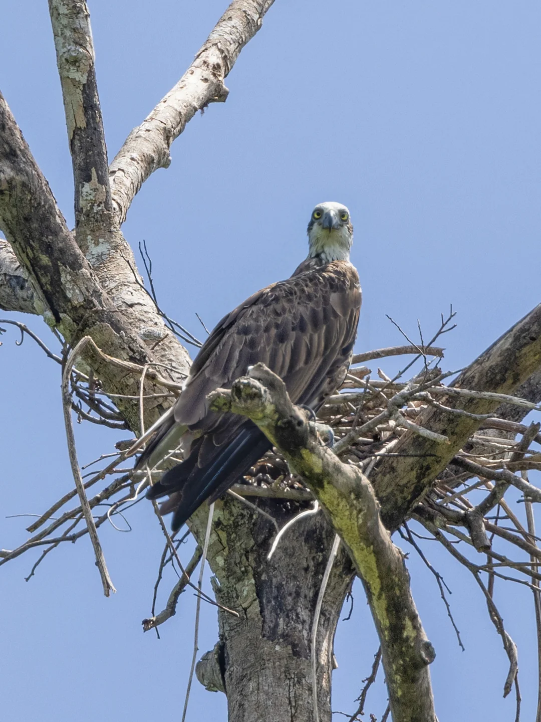 东方鹗和我们的西方鹗有什么不同？