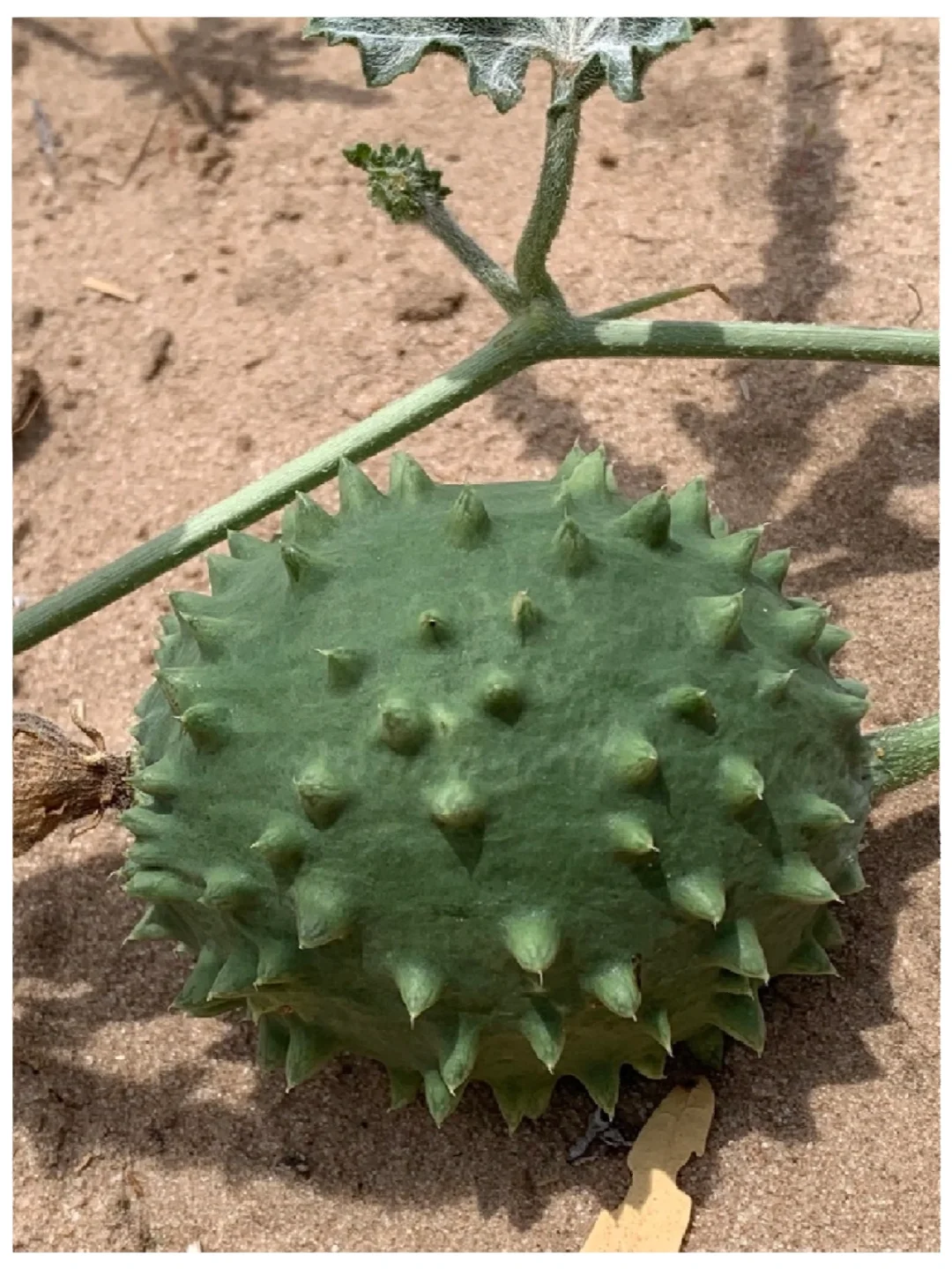 非洲羚角黄瓜Acanthosicyos naudinianus