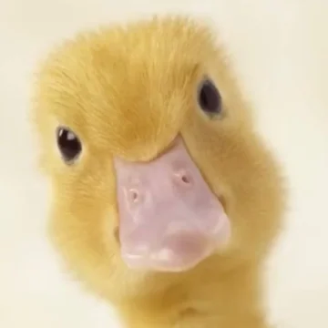 鱼咩都知道