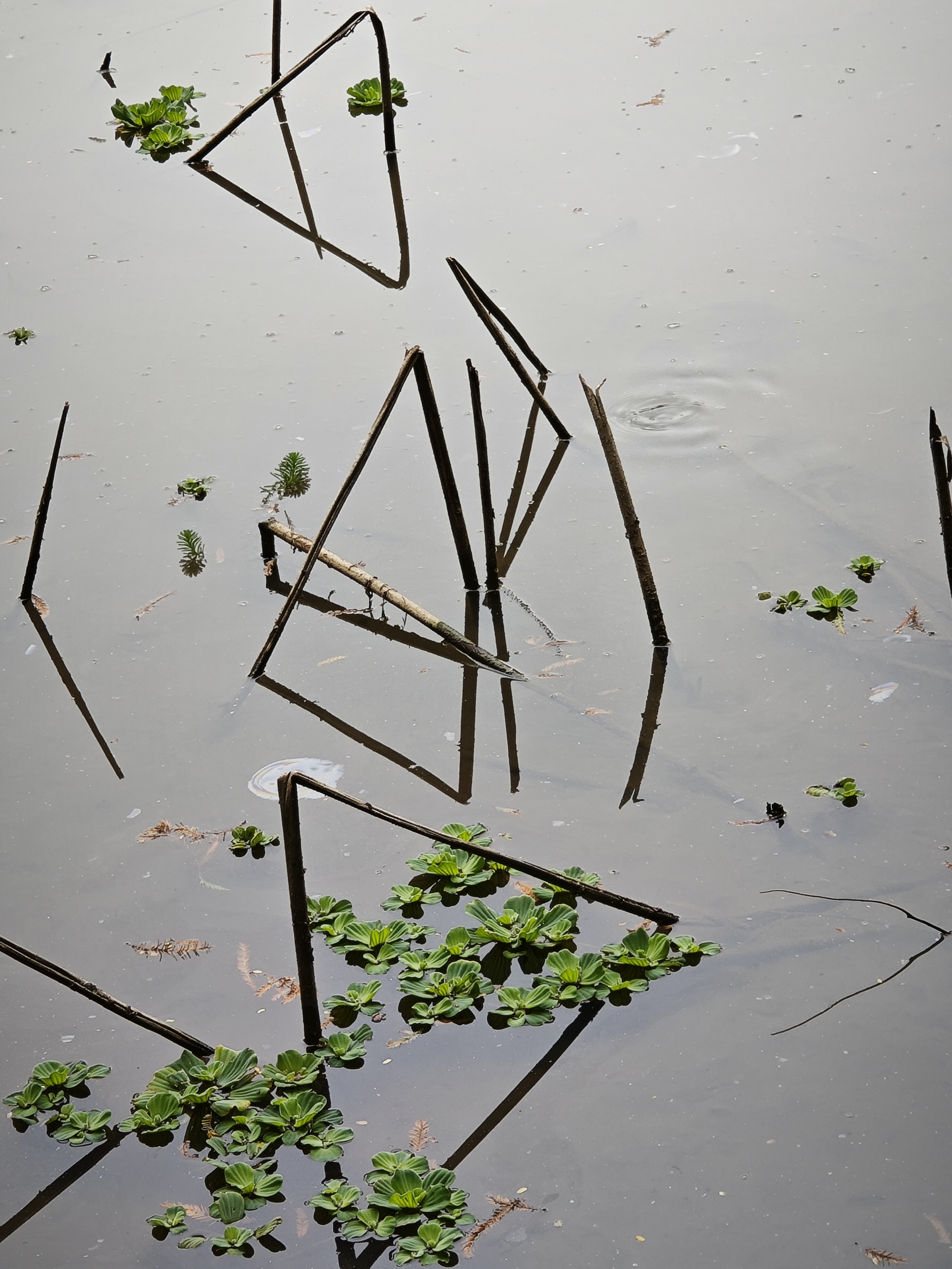 见湖中游鱼若空游无碍，枯荷似凡高意象画作，有说不出的美。