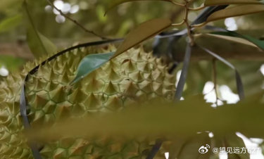 国产金枕榴莲迎来丰收，单棵树结了34个，预计未来几年内，会不会像阳光玫瑰一样，榴莲也飞入寻常百姓家。 ​