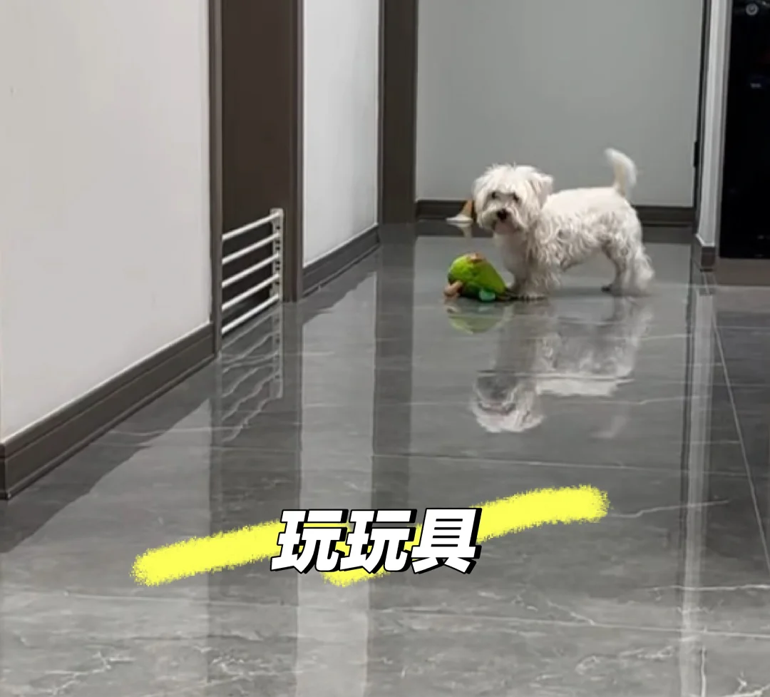 狗狗的快乐很简单