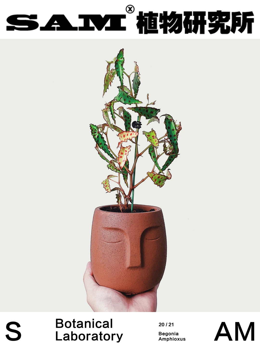 秋刀鱼秋海棠｜Begonia Amphioxus