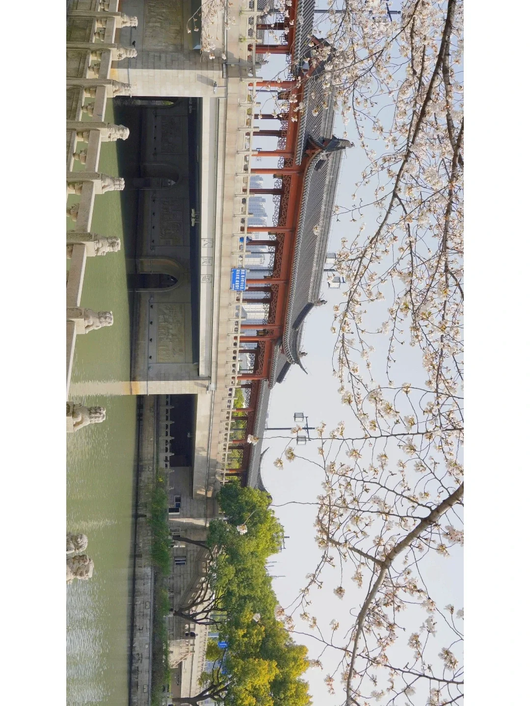 苏州小众赏樱 | 人民桥下的樱花开了