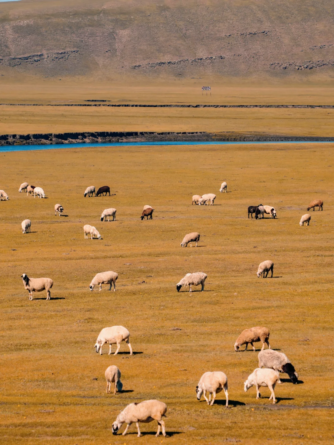 庆幸没有错过‼️呼伦贝尔封神的秋天
