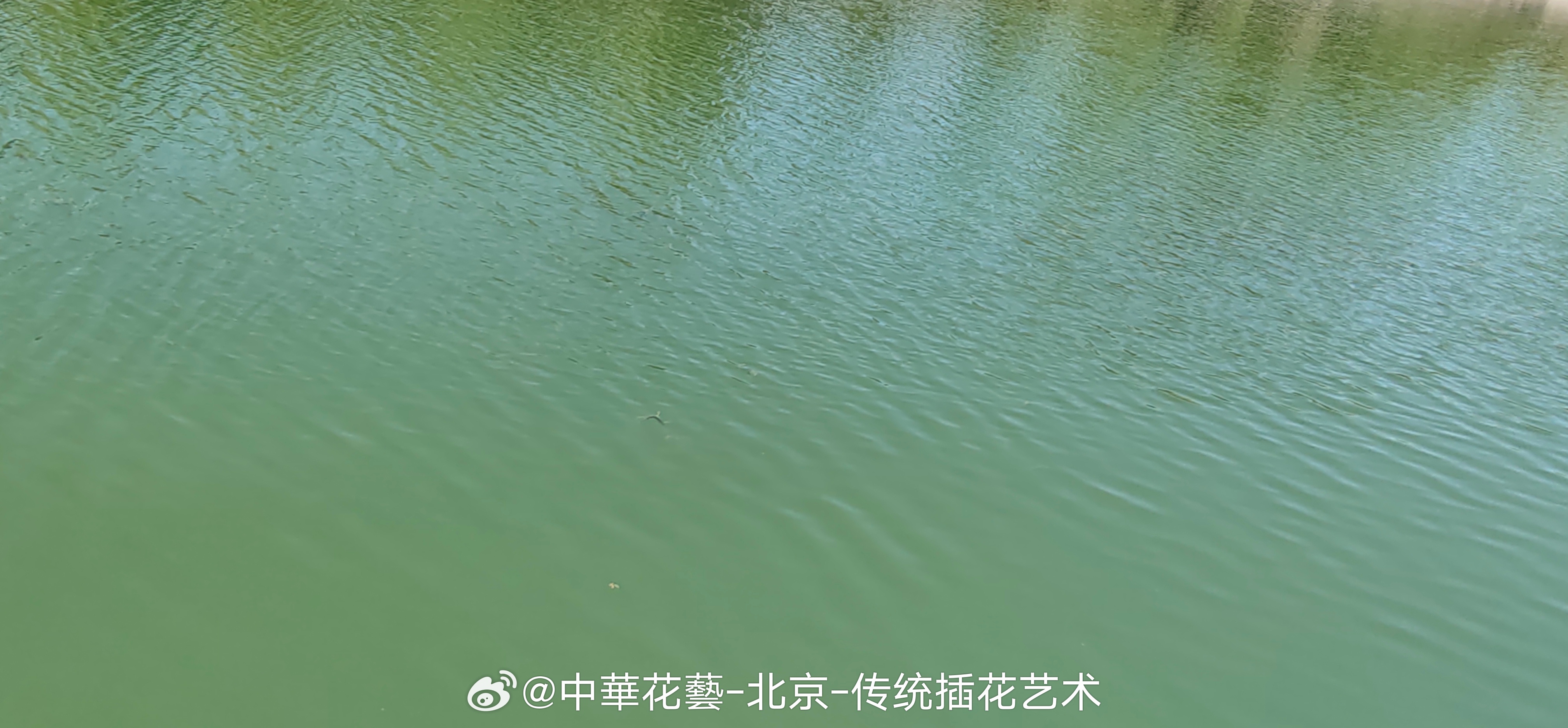 今天農曆七月二十六。節氣白露。暑熱漸消，晝夜温差大。"露從今夜白，秋風至此涼"，"八月白露降，湖中水方老"。白露前後天氣顯然多變，尤其南方風雨若似颱風的降臨；而北方氣温像溜滑梯似大降温，入秋了。世界氣象組織在月初發佈確認"厄爾尼諾現象"，表明它已形成並持續增強。"厄爾尼諾"是一種自然氣候 ​