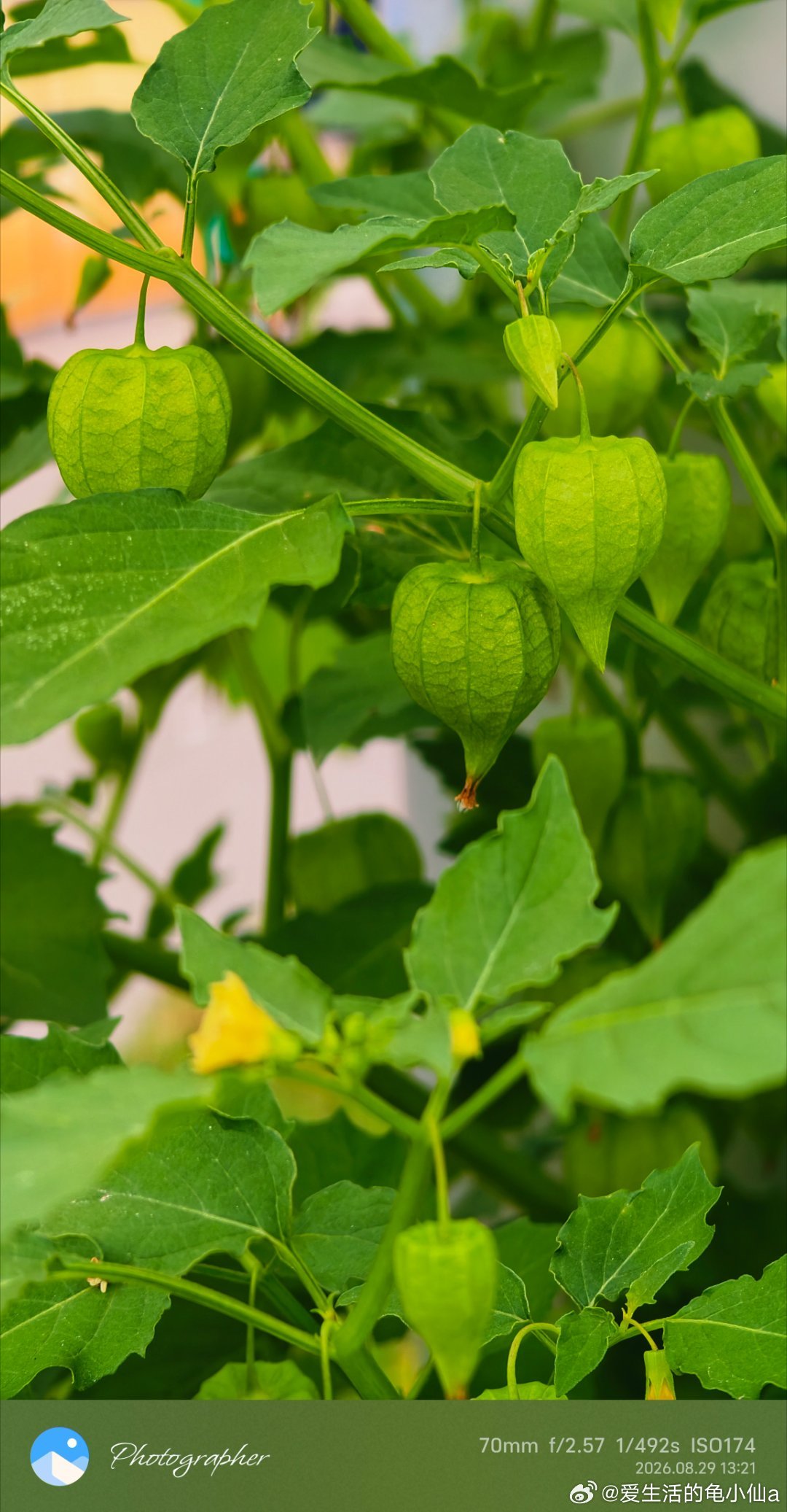 游乐场一角
突然发现了这株植物
小时候叫什么来着
现在是不是叫菇凉果？[疑问]
#随手拍##vivo[超话]##现在的月饼都这么卷了吗#
今天看到一蛋糕店🥮23一块    嗯   怎么样 ​