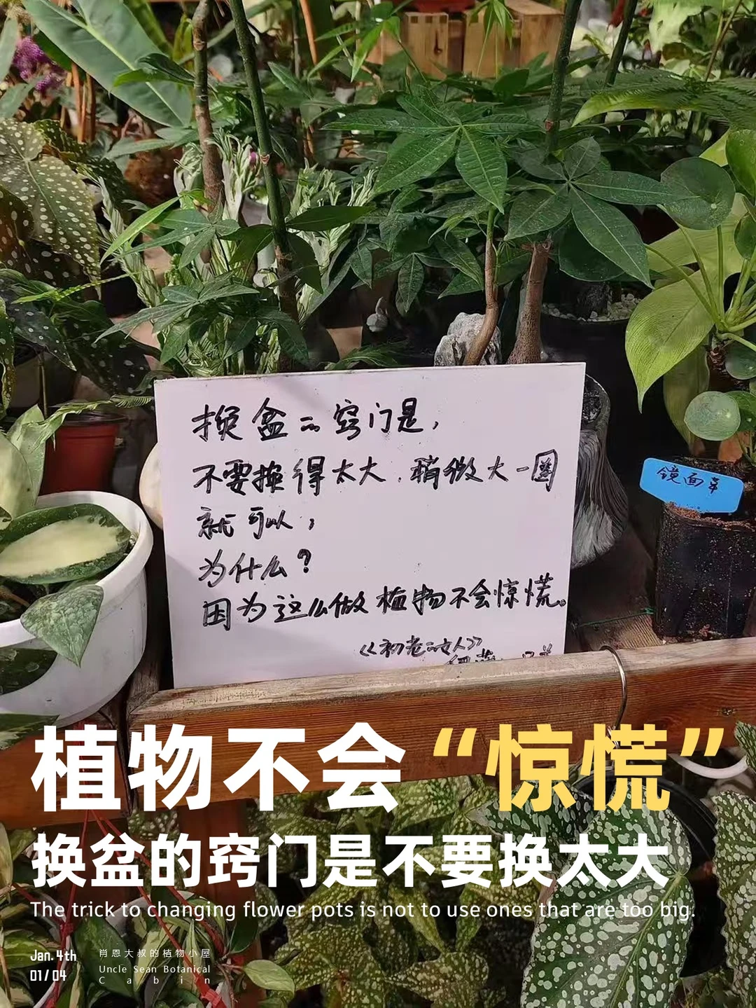 人不要穿大衣服，也不要把植物换进太大的盆