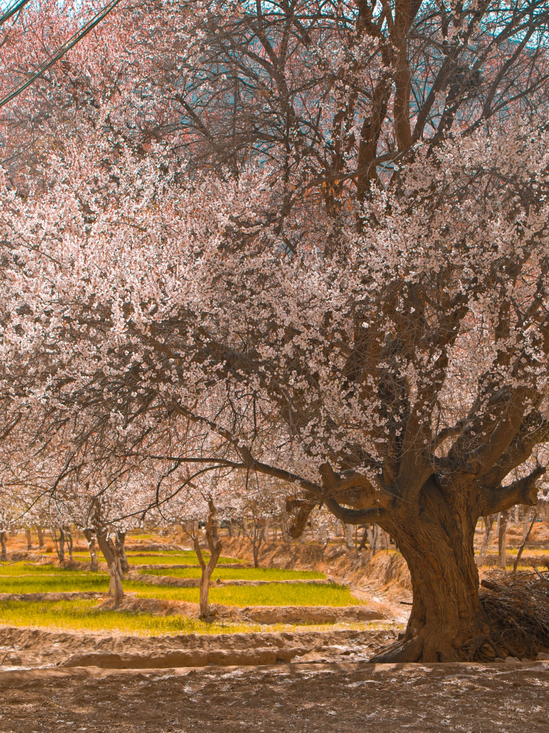 新疆塔县杏花全攻略🌸帕米尔高原自驾指南🌟