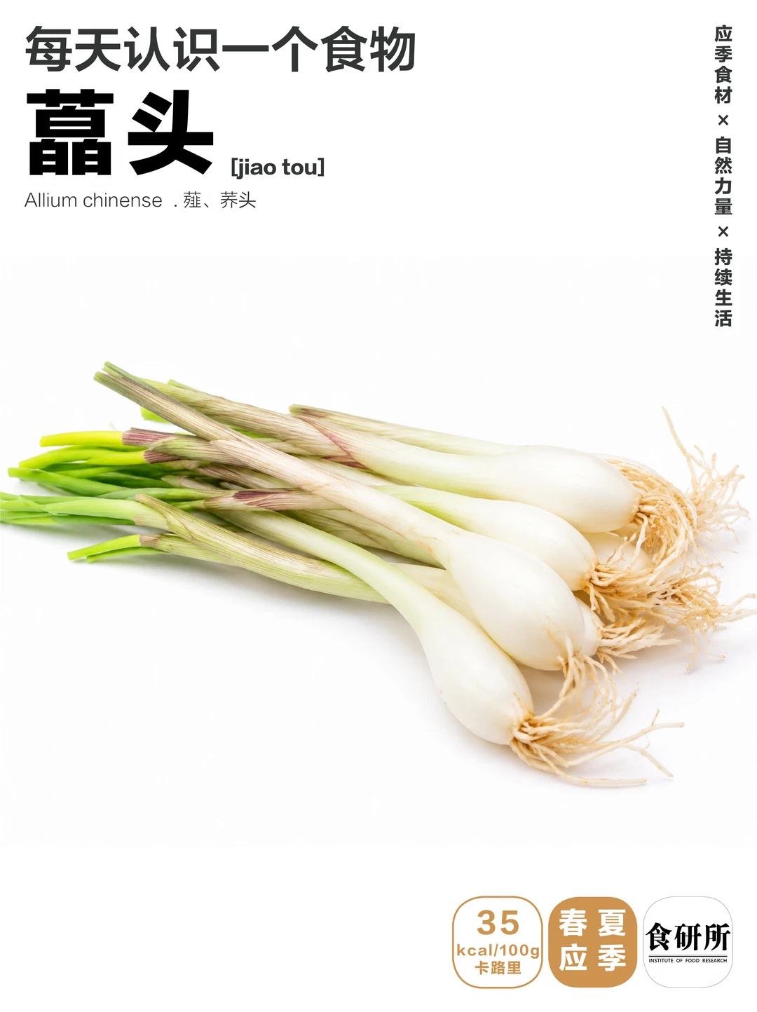 藠头|小蒜南北差异这么大吗