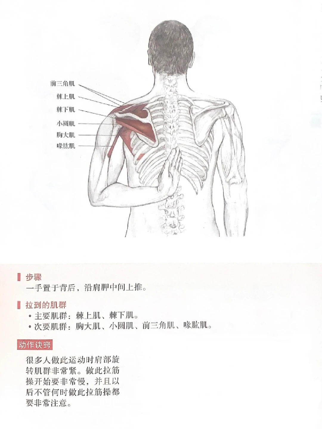 3个拉伸动作、改善圆肩驼背🏌️🔥