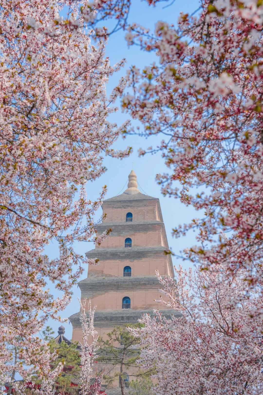 2026.3.12西安大雁塔…杀疯了！太震撼了