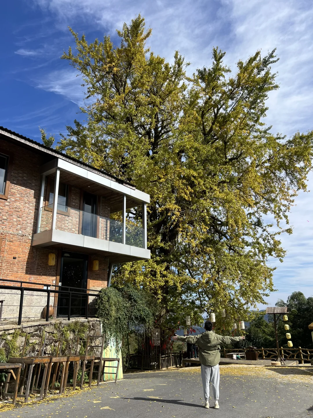 11.19实拍｜南昌这颗银杏树杀疯了，没有对手