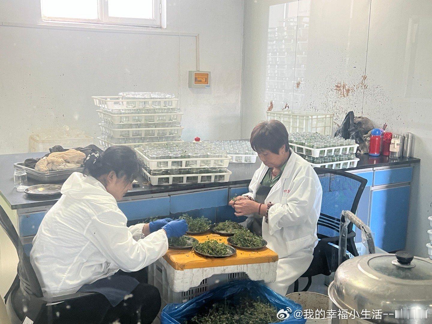 #金秋的莱山很鲜美##莱山有品鲜美山海# 走进植物组培实验室，见识现代农业的科技力量🌱
从人工精细分拣外植体，高压灭菌处理，无菌操作台接种，再到脱毒苹果培养室恒温光照培育。
小小的玻璃瓶里，孕育着一棵棵脱毒种苗。
不靠土壤，在瓶中生根发芽，科技赋能农业，守护果树良种，这就是现代农业的硬 ​