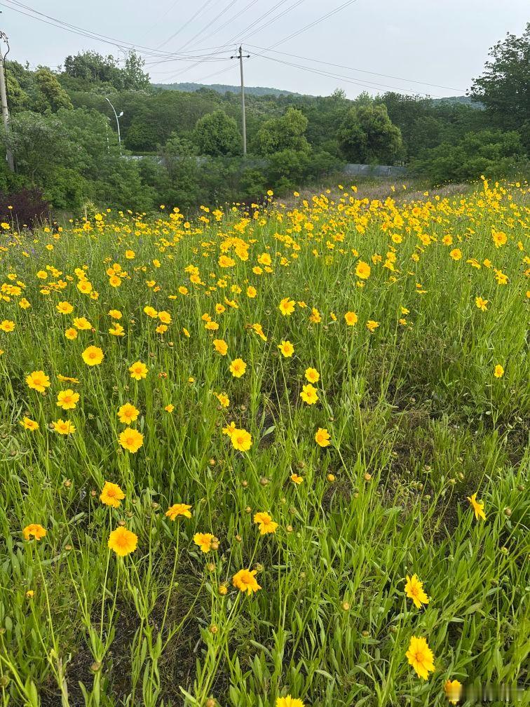 蝴蝶双双入菜花，日无长客到田家。