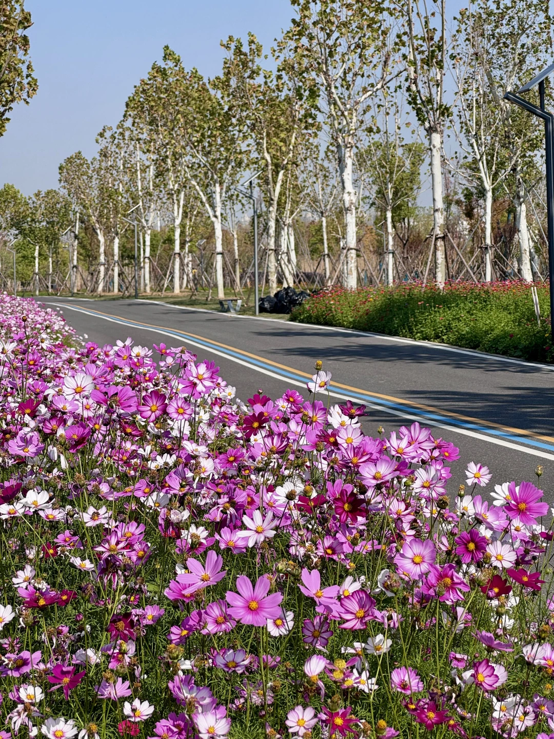 武汉的秋天｜18个动图绝美机位不要错过🍂