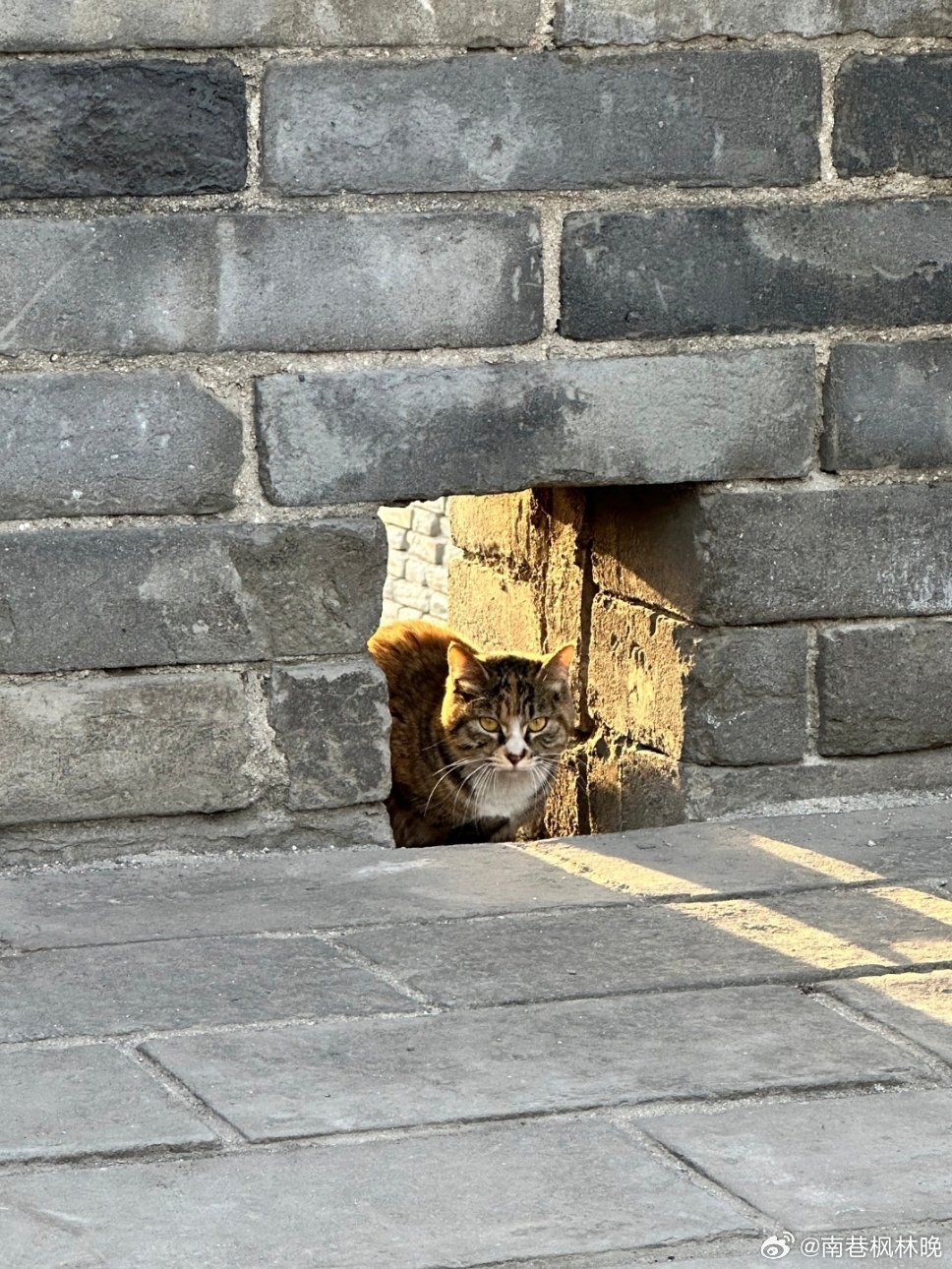 一只小猫在西安城墙永宁门段近乎垂直的墙面上持续攀爬，凭借猫爪钩住砖缝凸起、核心肌群动态调节重心，动作敏捷如履平地，被网友戏称为“功夫猫”。次日部分媒体称其可能已“安家”城墙高处，戏称其为“VIP住户”