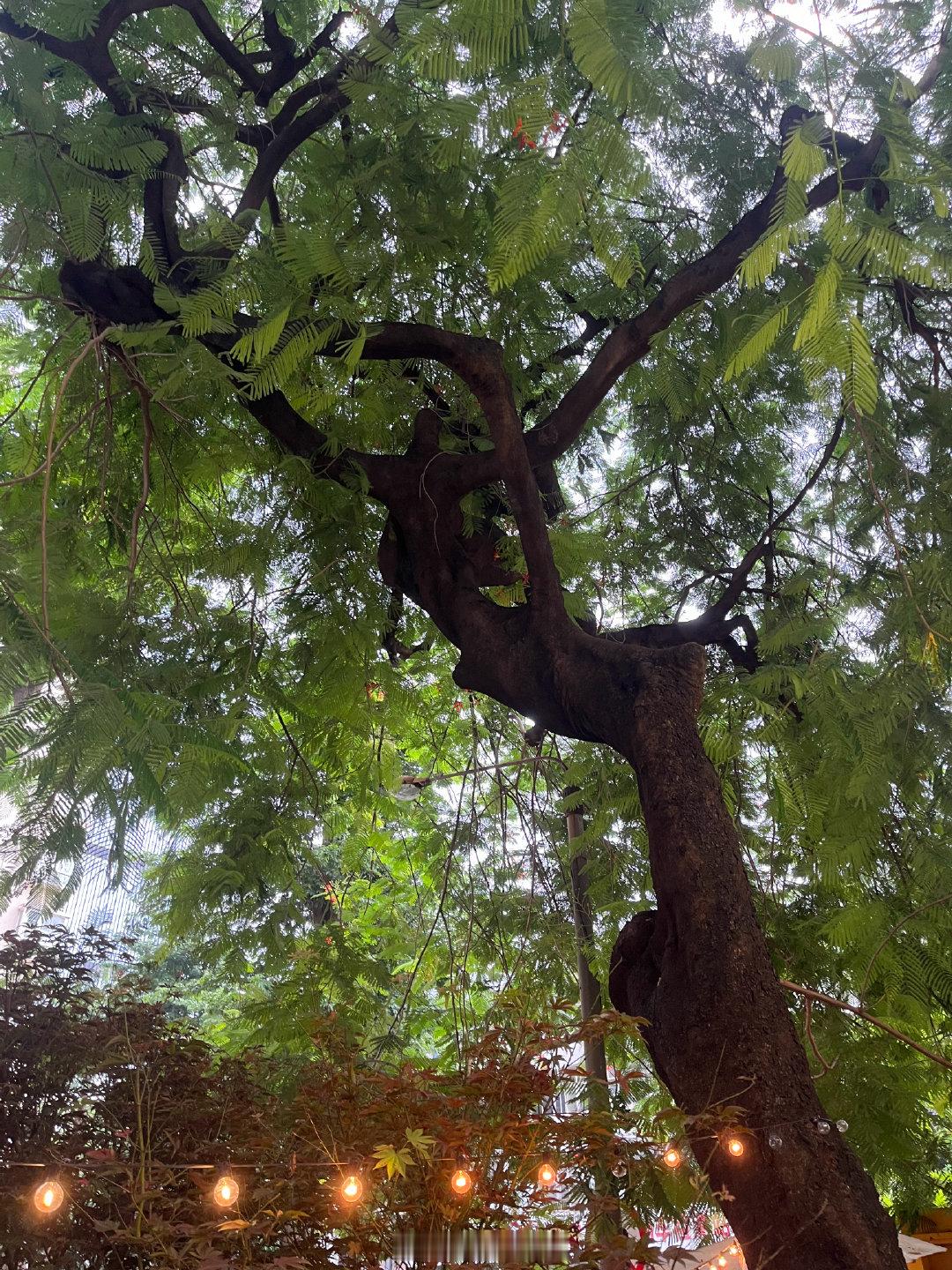 之前出差的时候坐腾势D9坐的腰酸背痛，哪都不舒服，和LJJ打专车的时候又觉得体验感还不错，可能花了钱的觉得不一样。
水牛奶皇后的芒果绵绵冰确实是不错👌🏻这么大一份才25，好吃又实惠！一个人一份根本吃不完，两人份份量的绵绵冰 ​