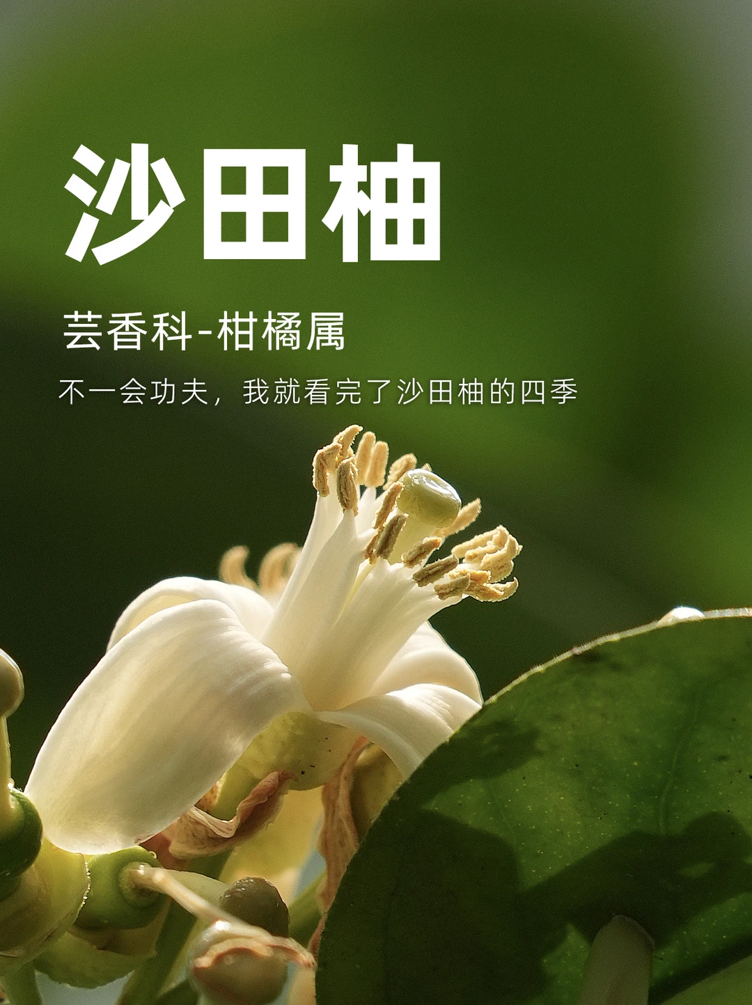 国植南园，一会我就看完了沙田柚的四季。