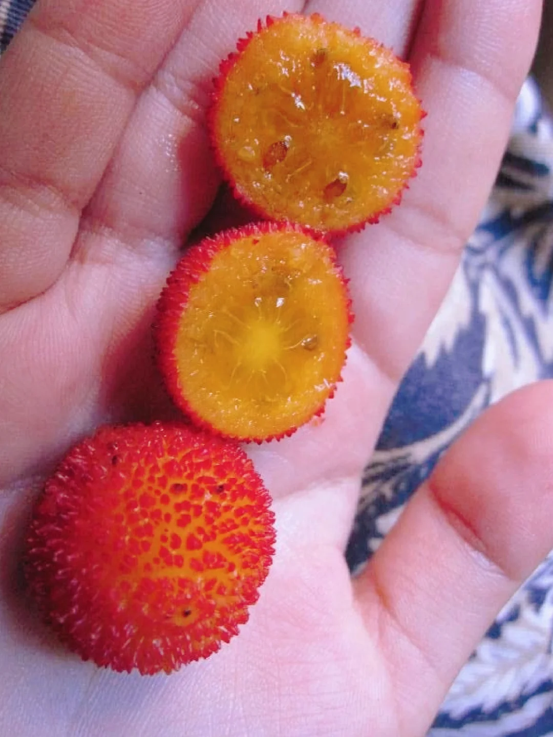 神奇浆果～草莓树Arbutus unedo